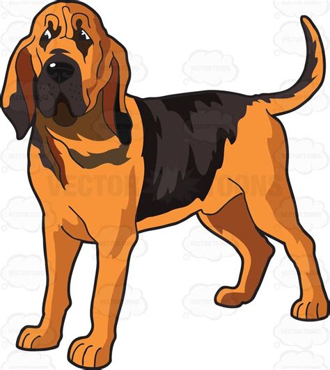 An Attentive Bloodhound | Bloodhound, Cartoon dog, Cartoon