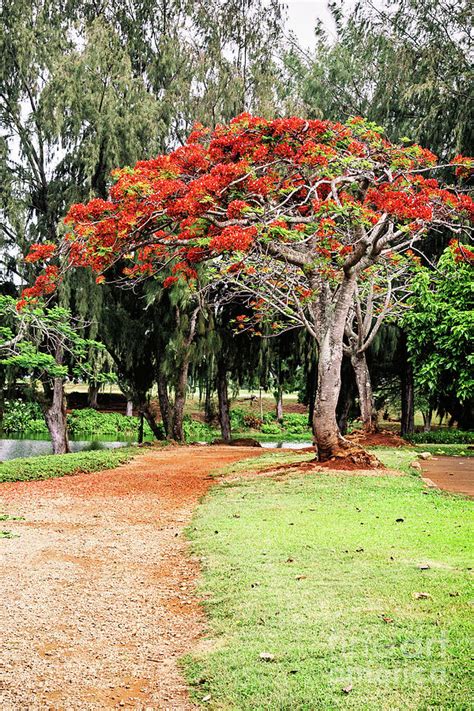 Royal Poinciana Tree - Kauai Photograph by Scott Pellegrin | Fine Art ...