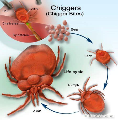 Chigger Life Cycle