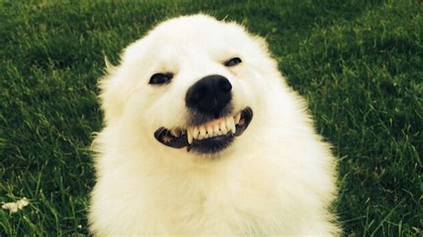 Dad asks to see dog’s ‘creepy’ smile, and it doesn’t disappoint « Paw ...