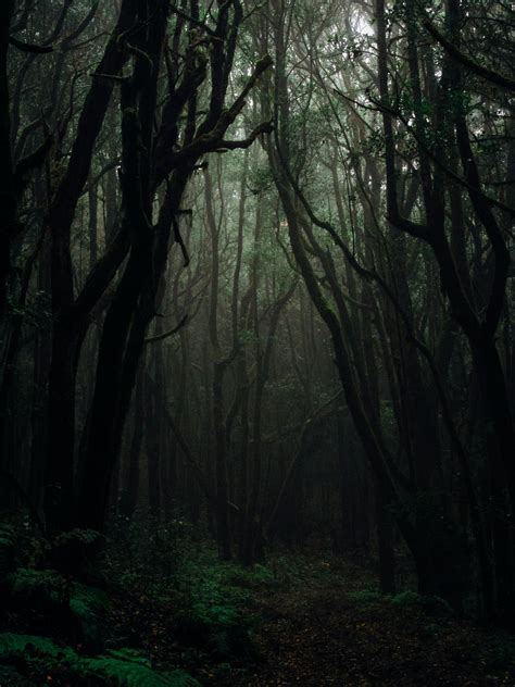 Background Hutan Malam Hd Lebah jenis ini biasanya hanya berkembang di ...