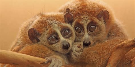 Pet Slow Loris Tickling Videos Are Torture, Claims New Animal Charity Campaign | HuffPost UK