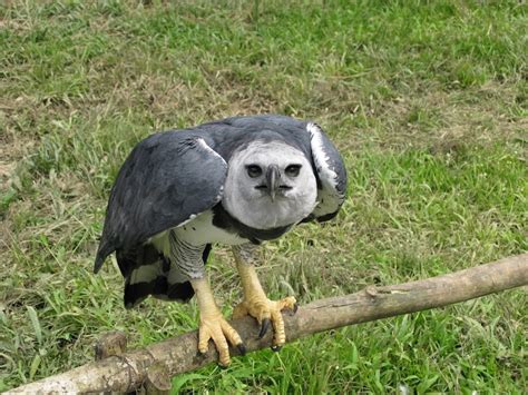 Surprised to see 30 images of the world's largest eagles