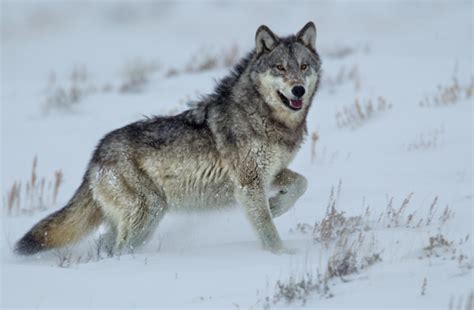 Rewilding Could Benefit Ecosystem in American West, New Study Says | Discover Magazine