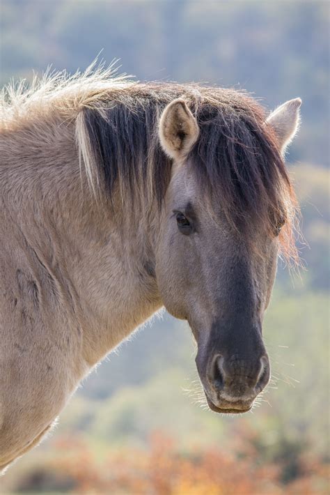 Konik | Rewilding Rhodope Mountains