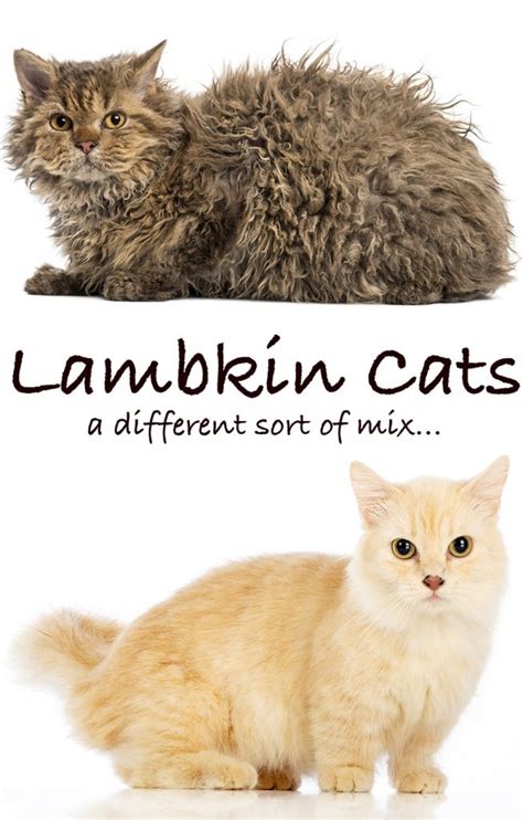 What Is A Lambkin Cat?