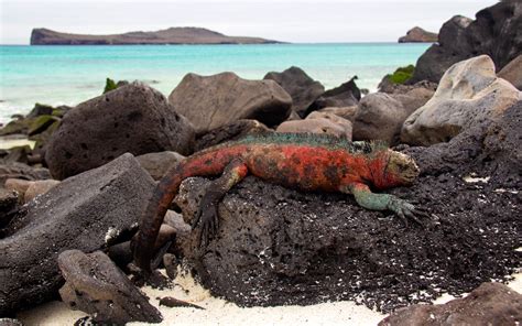 Best Time to Visit Galapagos - Weather & Traveler Advice by Month