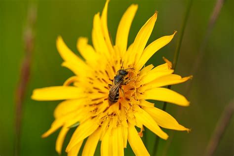 Insect Entomology Pollination - Free photo on Pixabay - Pixabay