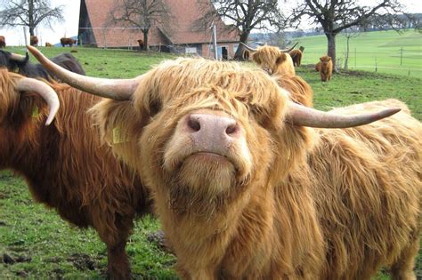 CHECK out our picture gallery to see why Highland Cows are the cutest ...