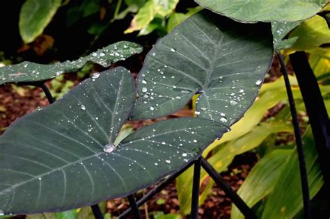 How to Care for Your Elephant Ear Plant Over Winter