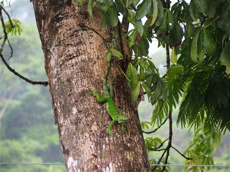 PHOTOS: The (wild)life of Tortuguero - Tiny Travelogue