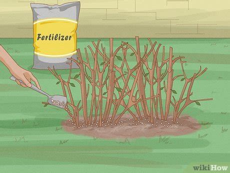 How to Prune an Azalea: Rules, Tools & Steps