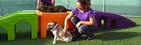 Doggy Daycare | Doggie Day Camp | Central Bark USA