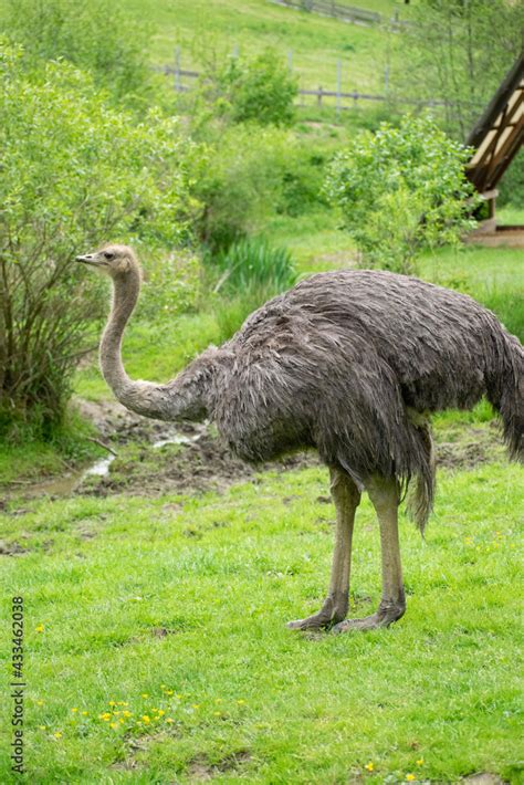 ostrich in the wild Stock Photo | Adobe Stock