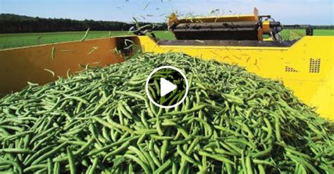 How To Growing And Harvesting Green Beans For High Yield - Mixed Animals