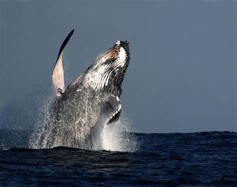 Byron Bay Whale Watching Charters and Tours : Humpback Whale Watching