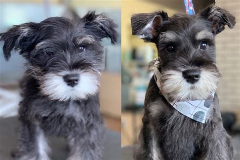 37 Cute Schnauzer Haircut Ideas - All The Different Types and Styles | Puppy grooming, Schnauzer ...