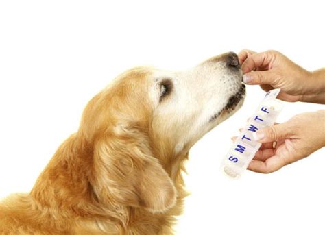 When is the best time to give my pet their medication? | PetMD