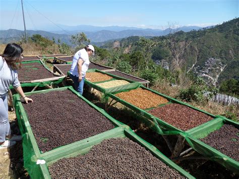 Benguet coffee production perks up | Inquirer Business