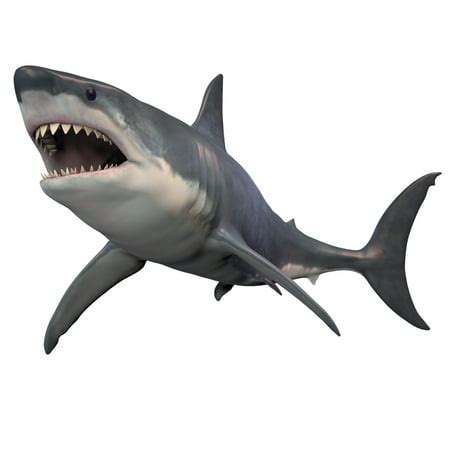 Great White Shark isolated on white background Poster Print by Corey ...