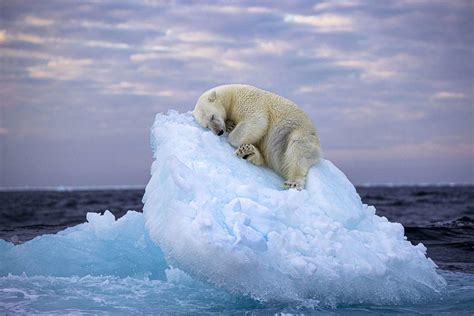 Image of Polar Bear Napping on Ice Wins Wildlife Photographer of the ...