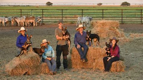 Muster Dogs season 2 in the works | Queensland Country Life | QLD