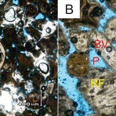 Photomicrographs of upper calcarenite with grainstone texture from... | Download Scientific Diagram