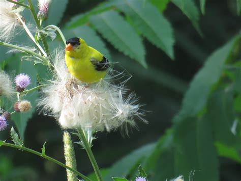 Bird & Travel Photos, Birding Sites, Bird Information: BREEDING MALE AMERICAN GOLDFINCH IN ...