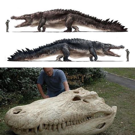 A comparison between the skull of a sarcosuchus and a Nile crocodile : r/Naturewasmetal