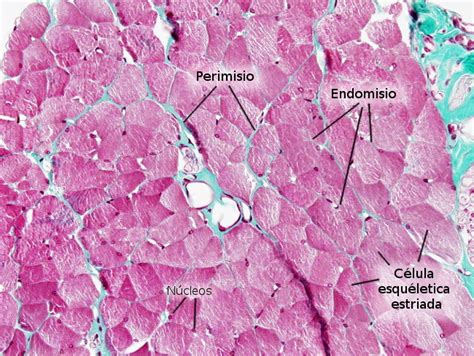 Tejidos animales. Tejido muscular. Atlas de Histología Vegetal y Animal ...