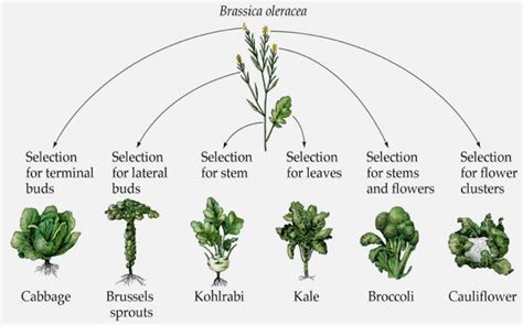 Is it natural genetic variation or genetic modification? - Agriculture