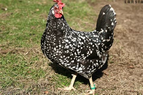 Pros & Cons About Keeping Ancona Chickens — Types of Chicken