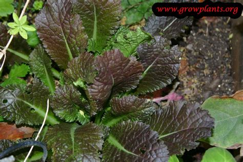 Red mustard - How to grow & care