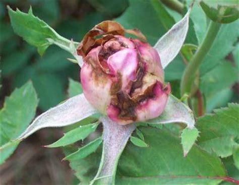 Rose Thrips – Control | Walter Reeves: The Georgia Gardener