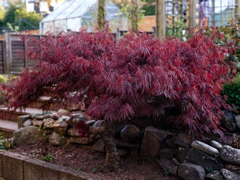 Learn About Japanese Weeping Maples - How To Grow A Japanese Weeping ...