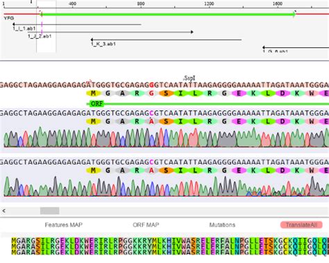 DNADynamo DNA Sequence Analysis Software