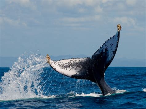 Top Whale Watching Cruises in Jervis Bay