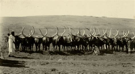 The Saga of the Watusi Cattle | World Watusi Association