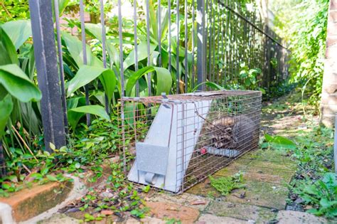 Proven Methods for Successfully Trapping Raccoons - Pestcomfort.com