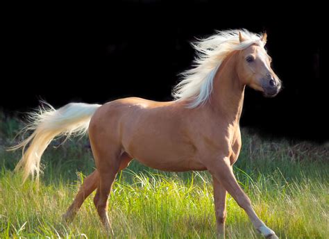 The Palomino Horse Breeds: History, Origin & Cost (2020)