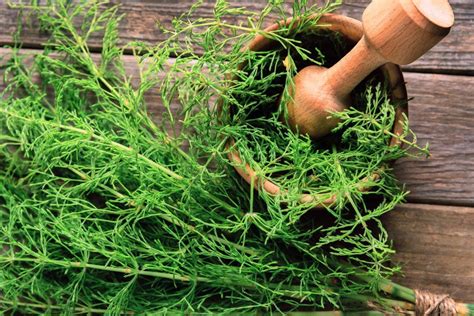 How To Harvest Horsetail: Tips On Picking Horsetail Herbs | Herbs for hair growth, Herbs for ...