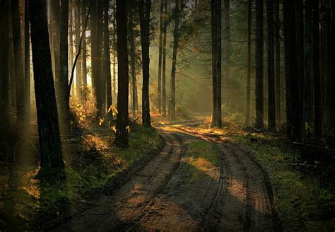 HD wallpaper: nature, landscape, Lithuania, forest, path, plants, trees, sun rays | Wallpaper Flare