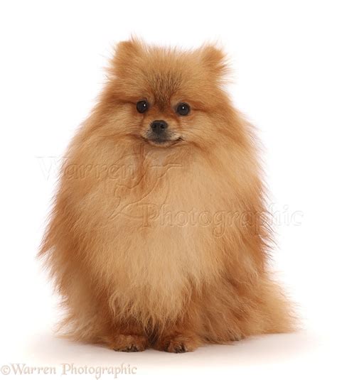 Dog: Orange Pomeranian photo WP45927