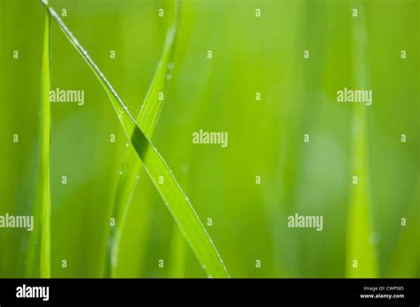 Blades of grass, close-up Stock Photo - Alamy