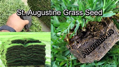 St Augustine Grass Seed Doesn't Exist | Best Alternatives