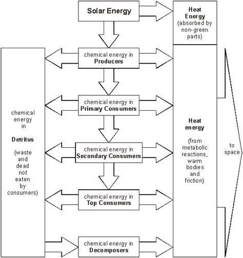 Concept Map Of Energy Flow And Chemical Cycling - Davida Francoise