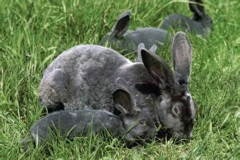 Rex Rabbit Personality and Pet Ownership Tips | LoveToKnow Pets