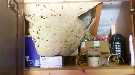 Watch: Pest controller finds enormous wasps’ nest housing THOUSANDS of ...