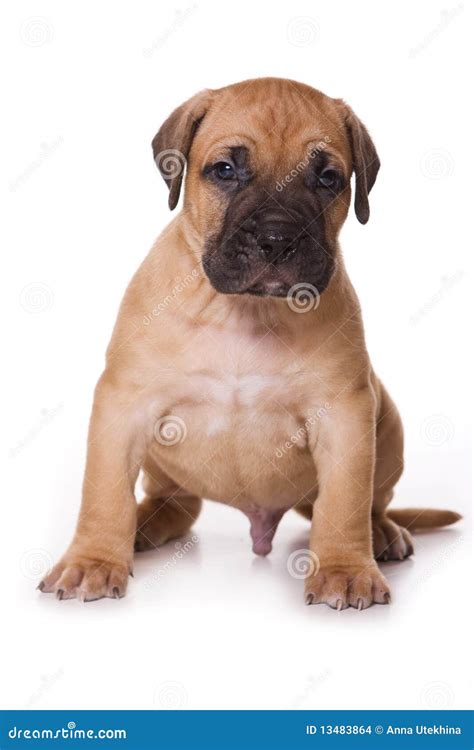 Dogo Canario puppy stock photo. Image of pedigree, portrait - 13483864