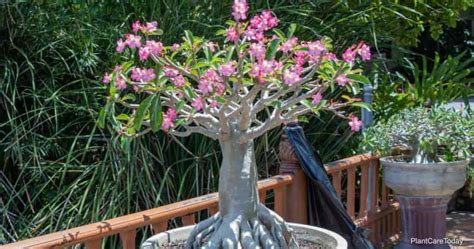 Adenium Arabicum Care: Growing The Arabicum Desert Rose